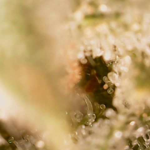 Golden Lemon Haze growlog timeline photo