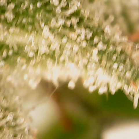Golden Lemon Haze growlog timeline photo
