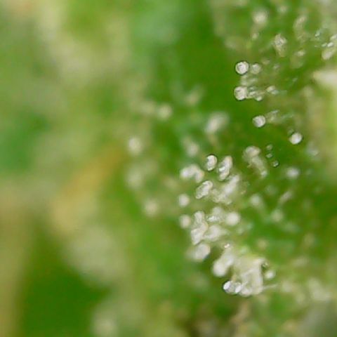 Golden Lemon Haze growlog timeline photo