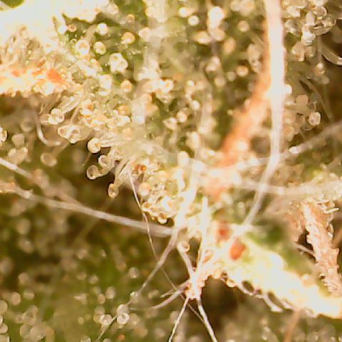 Golden Lemon Haze growlog timeline photo