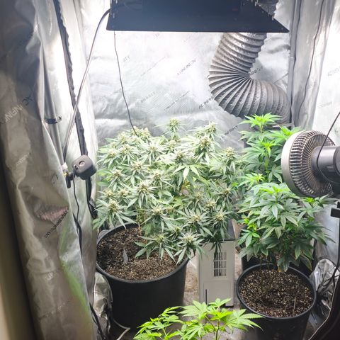 Golden Lemon Haze growlog timeline photo