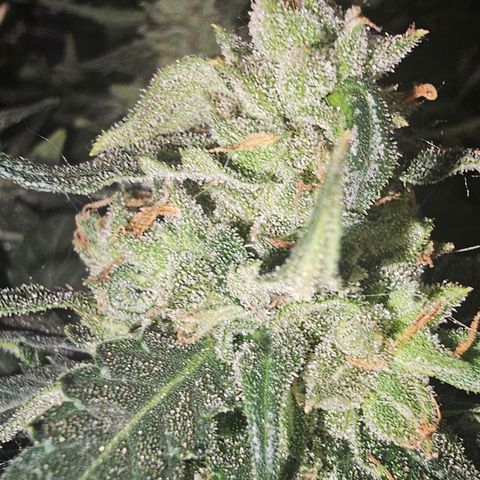 Golden Lemon Haze growlog photo: Before and after half harvest
