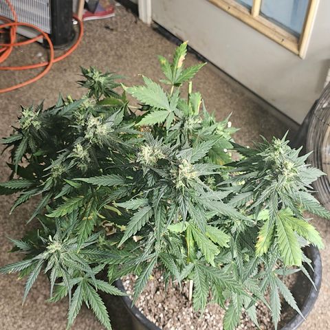 Golden Lemon Haze growlog photo: Before and after half harvest
