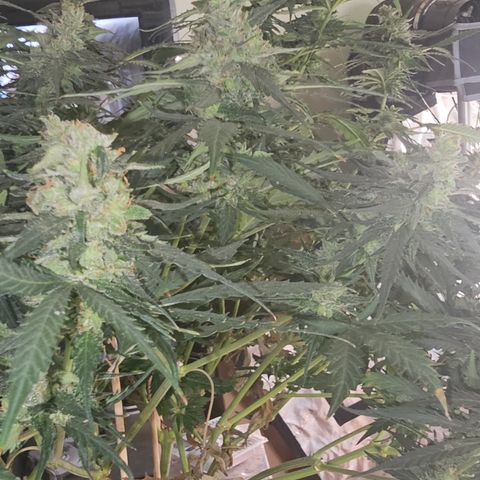 Golden Lemon Haze growlog photo: Before and after half harvest
