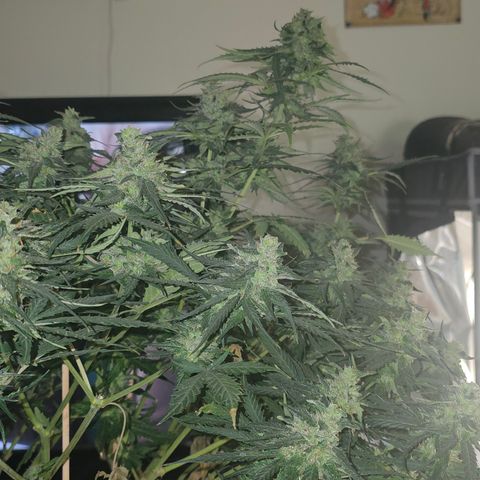 Golden Lemon Haze growlog photo: Before and after half harvest
