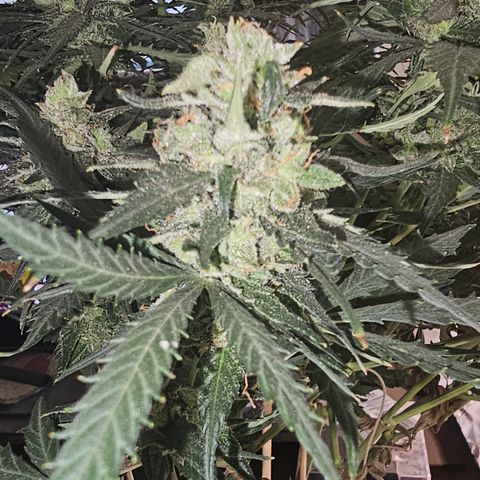 Golden Lemon Haze growlog photo: Before and after half harvest
