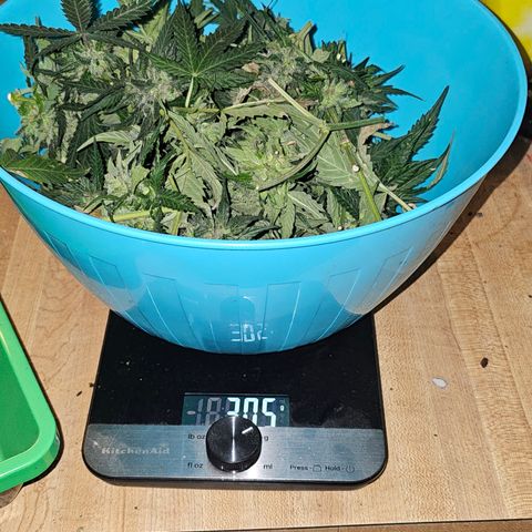 Golden Lemon Haze growlog timeline photo