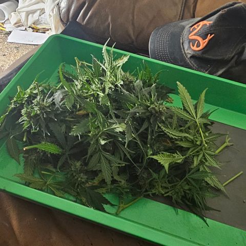 Golden Lemon Haze growlog timeline photo