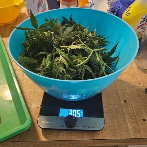 Golden Lemon Haze growlog timeline photo