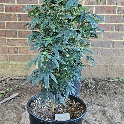 Chem 91  #2 growlog photo: Nutes day