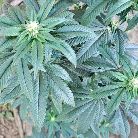 Chem 91  #2 growlog photo: Nutes day