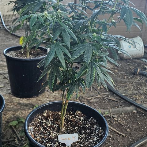 Chem 91  #1 growlog photo: Nutes day