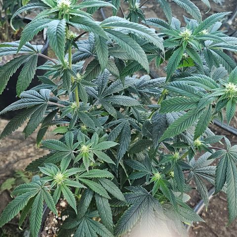 Chem 91  #1 growlog photo: Nutes day