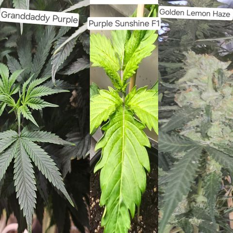 Chem 91  #2 growlog photo: Looks way different from both parents 