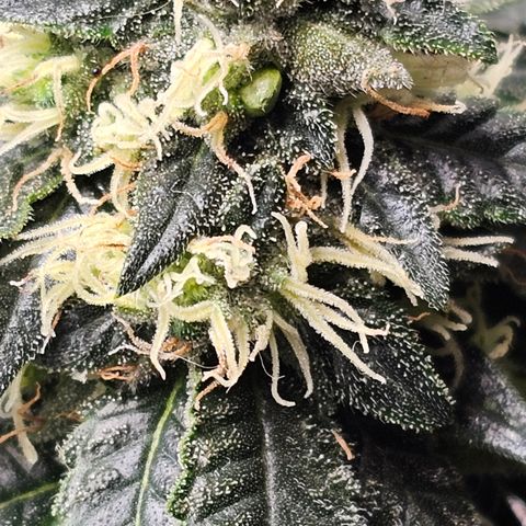 Chem 91  #2 growlog timeline photo