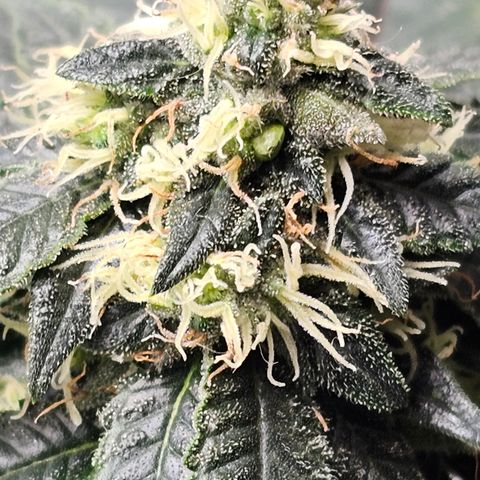 Chem 91  #2 growlog timeline photo