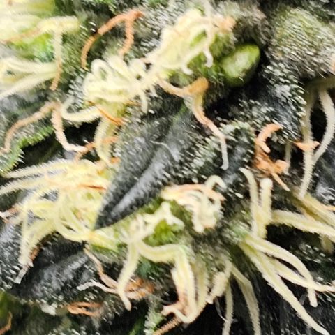 Chem 91  #2 growlog timeline photo