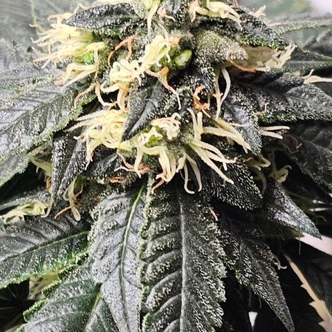 Chem 91  #2 growlog timeline photo