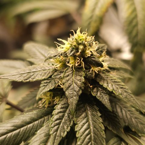 Chem 91  #2 growlog timeline photo