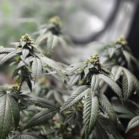 Chem 91  #2 growlog timeline photo