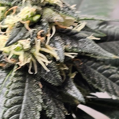 Chem 91  #2 growlog timeline photo