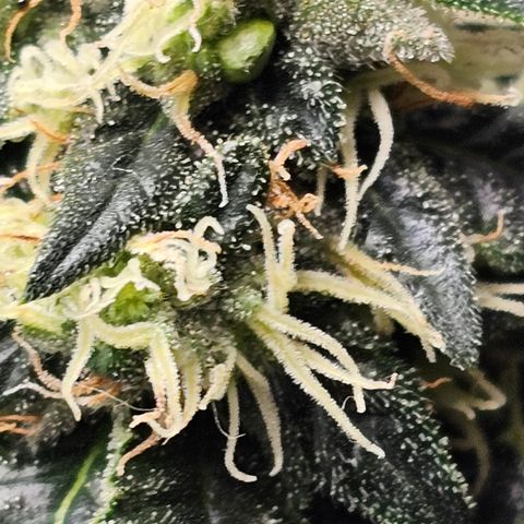 Chem 91  #2 growlog timeline photo