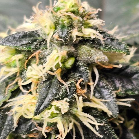 Chem 91  #2 growlog timeline photo