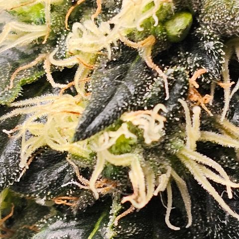 Chem 91  #2 growlog timeline photo