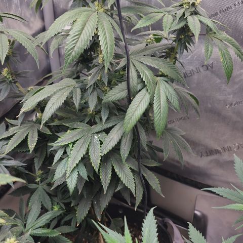 Chem 91  #2 growlog timeline photo