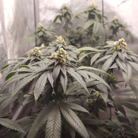 Chem 91  #1 growlog timeline photo