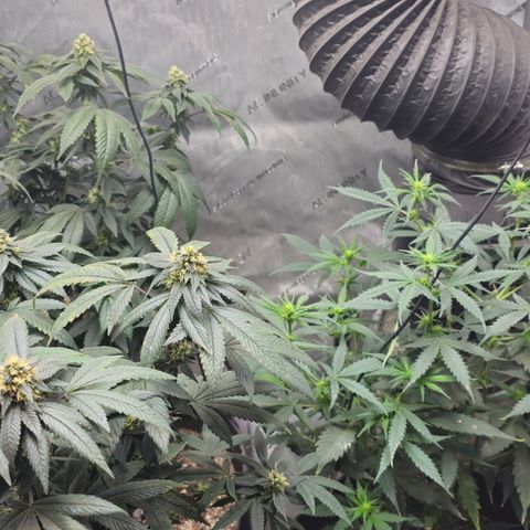 Chem 91  #1 growlog timeline photo