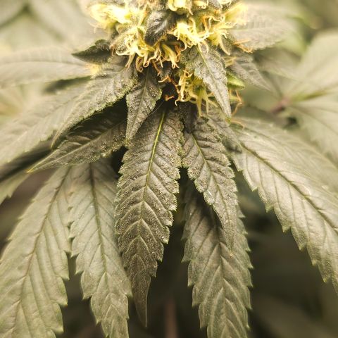 Chem 91  #1 growlog timeline photo
