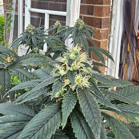 Chem 91  #1 growlog timeline photo