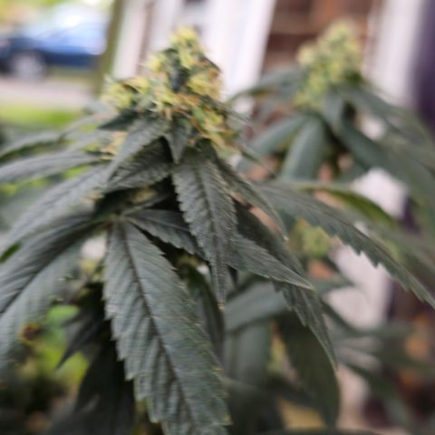 Chem 91  #1 growlog timeline photo