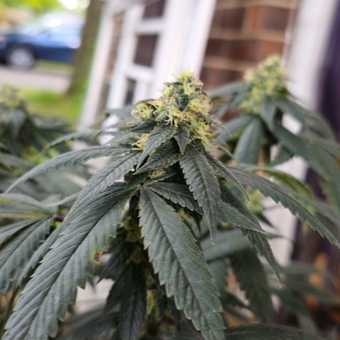 Chem 91  #1 growlog timeline photo