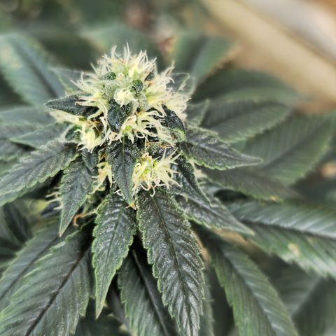 Chem 91  #1 growlog timeline photo