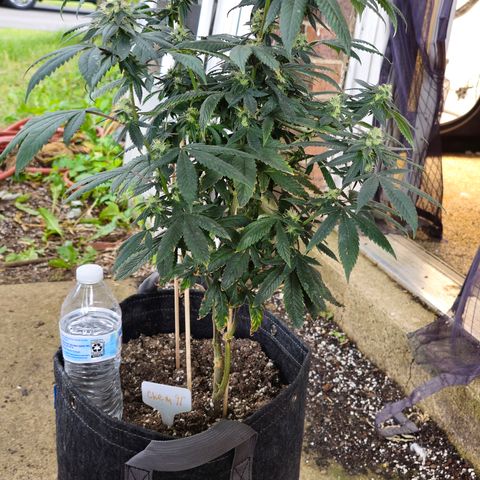 Chem 91  #1 growlog timeline photo
