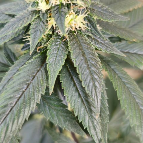 Chem 91  #1 growlog timeline photo