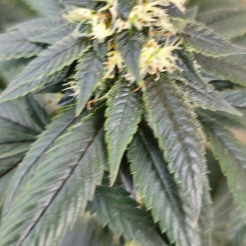 Chem 91  #1 growlog timeline photo