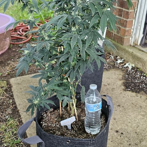 Chem 91  #2 growlog timeline photo
