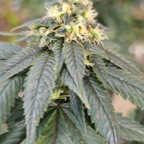 Chem 91  #1 growlog timeline photo