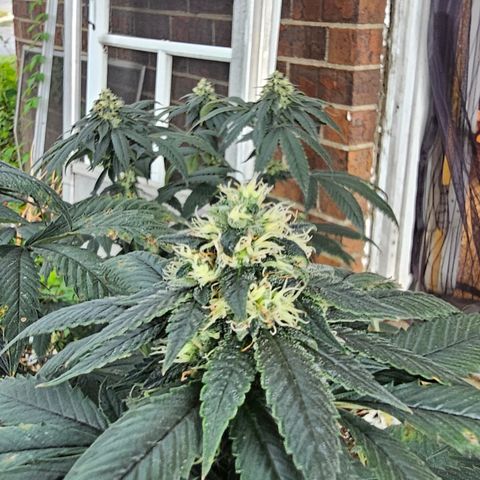 Chem 91  #2 growlog timeline photo