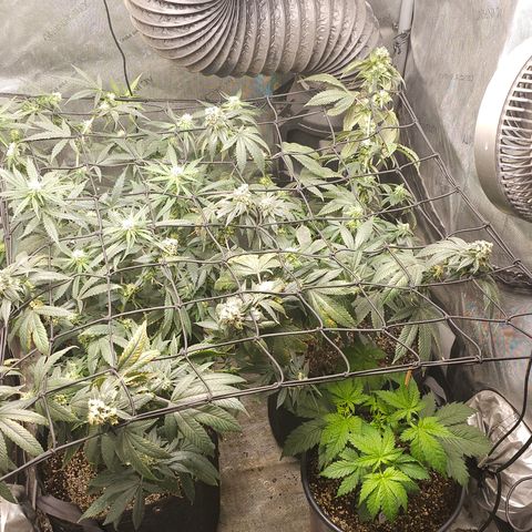 Chem 91  #2 growlog photo: Scrogged last night looking good unfortunately covers some of the purple sunshine but that's fine chem 91' I think was only a partial pollination gotta look some more can't really smell it anymore not sure if it's because I'm used to it or because it got all it's terps burned up