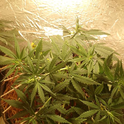 Pringles Chicão  growlog timeline photo