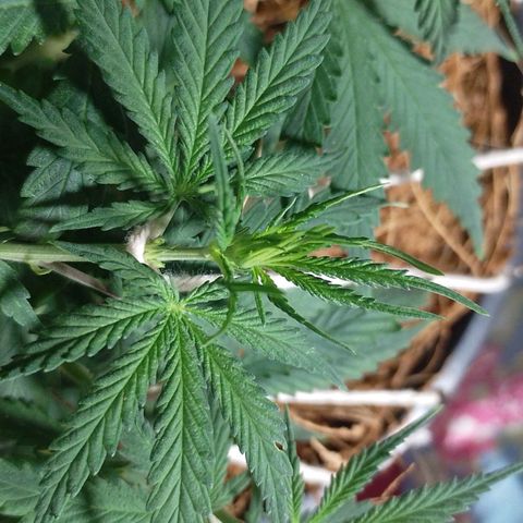 Pringles Chicão  growlog photo: Topo principal tem algo q parece ser uma ramificação só 