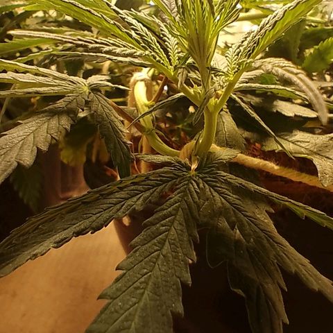 Pringles Chicão  growlog photo: Os primeiros pistilos apareceram