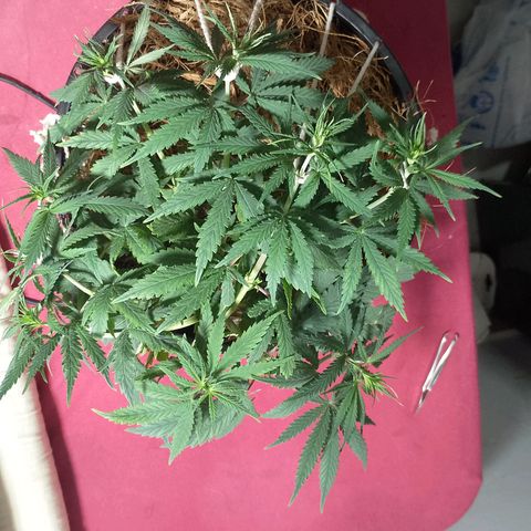 Pringles Chicão  growlog photo: Arrumei o lst e tirei a folha q estava amarela 
