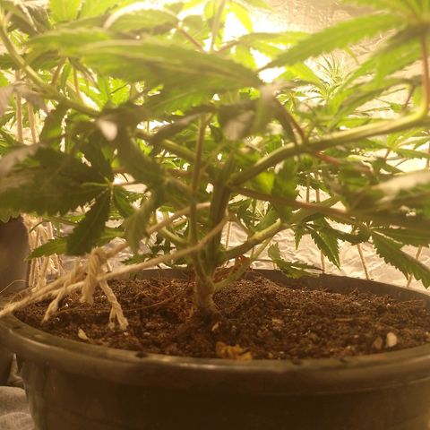 Pringles Chicão  growlog timeline photo