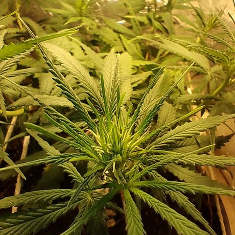 Pringles Chicão  growlog photo: Pistilos desenvolvendo e planta tbm