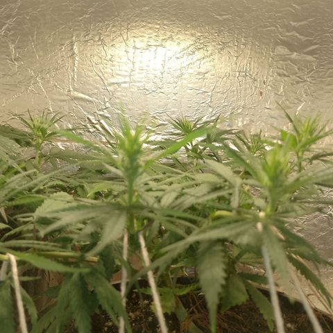 Pringles Chicão  growlog timeline photo